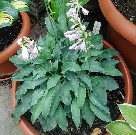 Hosta 'Dilithium Crystal' Courtesy of Manfred Entemann and the Hosta Library
