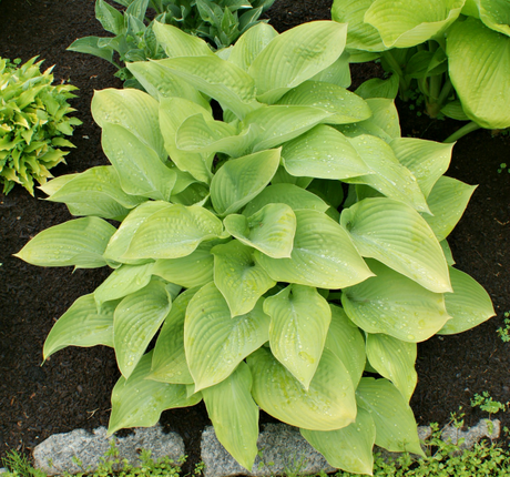 'Diva' Hosta From NH Hostas