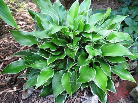 'Dixie Chick' Hosta