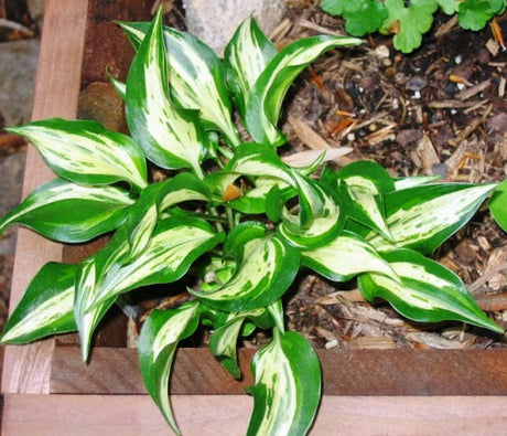 'Dixie Chickadee' Hosta From NH Hostas