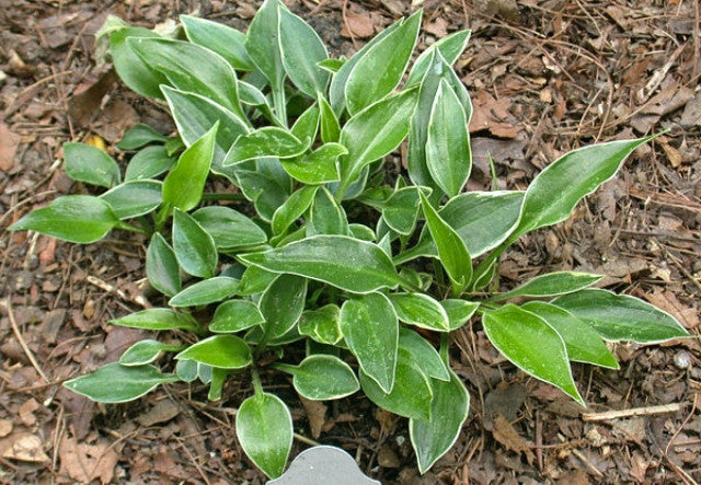 Hosta 'Dixie Chick' Courtesy of the Hosta Library