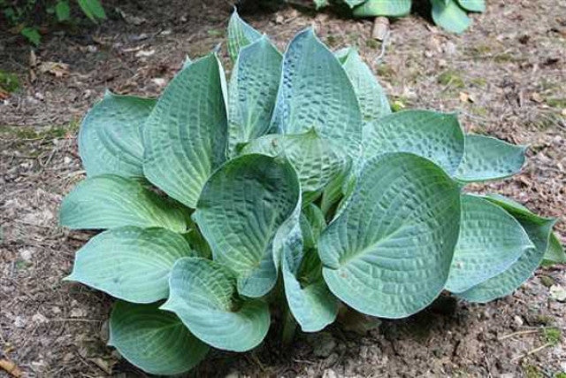 Hosta 'Dixie Cups' Courtesy of Ther Hosta Library