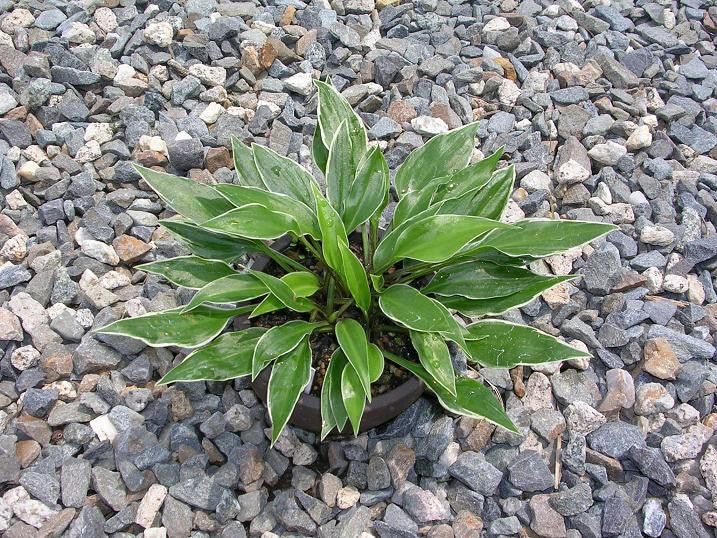 'Dixie Chick' Hosta From NH Hostas