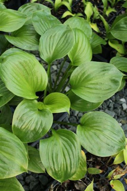 'Doubled Up' Hosta Courtesy of Green Hill Farm