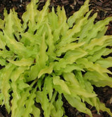 'Dragon Tails' Hosta From NH Hostas