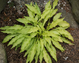 'Dragon Tails' Hosta From NH Hostas