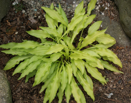 'Dragon Tails' Hosta From NH Hostas