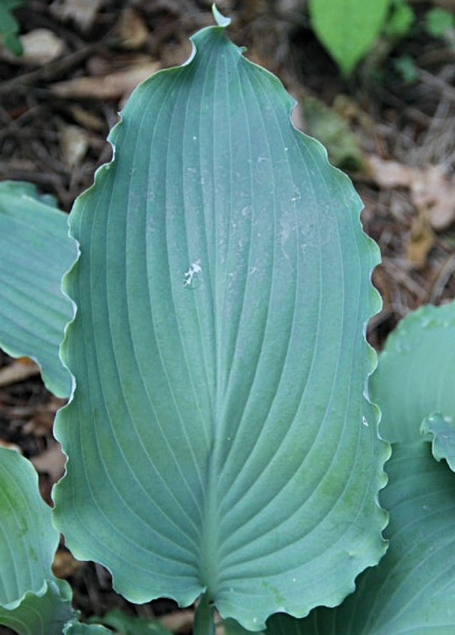 Hosta 'Dragon's Dream' Courtesy of Harold McDonell and the Hosta Library
