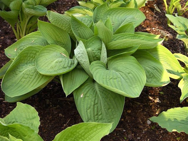 'Dream Boat' Hosta Courtesy of Doug Beilstein