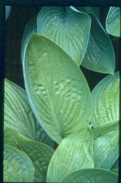 'Dream Boat' Hosta Courtesy of Green Hill Farm