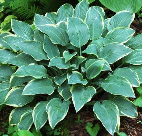 'Dress Blues' Hosta