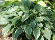 'Dress Blues' Hosta From NH Hostas