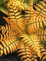 Jurassic Gold Wood Fern PP32735