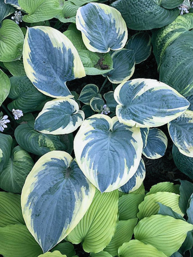 Hosta 'Eclipse of the Heart' Courtesy of Dan Wols and The Hosta Library