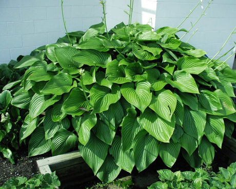 'Elatior' Hosta Courtesy of Carol Brashear