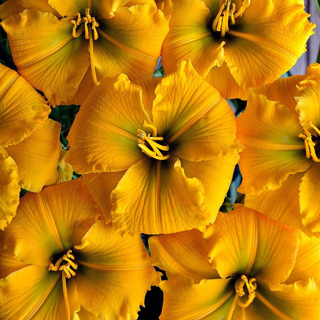 Courtesy of Walters Gardens