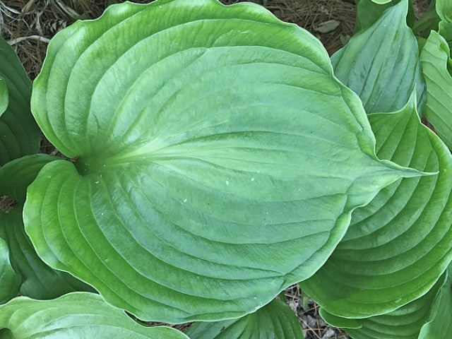 Hosta 'Emerald Chalice' Courtesy of Charlie Kwick and the Hosta Library