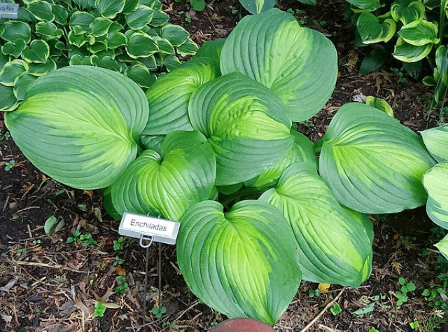 'Enchiladas' Hosta Courtesy of  the Hosta Library