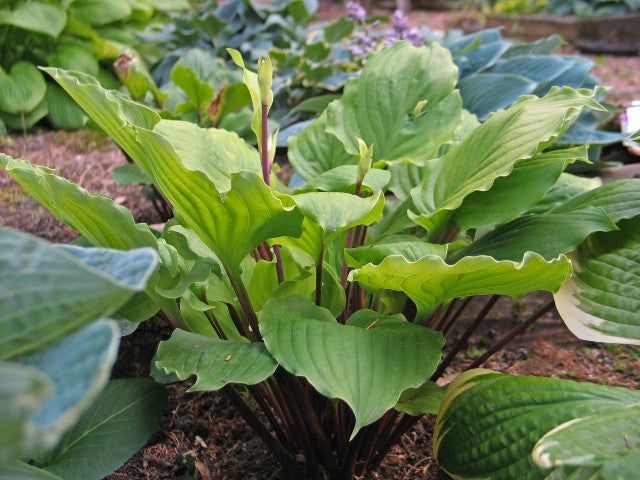Hosta 'Endless Gift' Courtesy of Don Dean