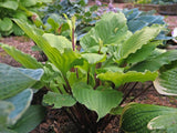 Hosta 'Endless Gift' Courtesy of Don Dean