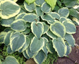 Hosta 'Ephemeral Lace' Courtesy of Doug Ruff