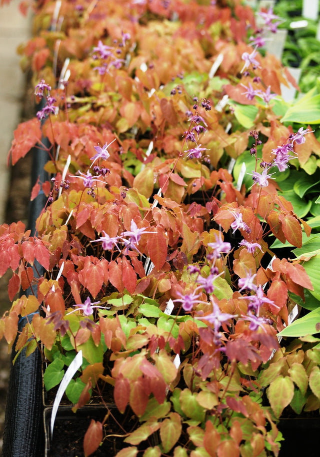 Epimedium grandiflorum 'Yubae'