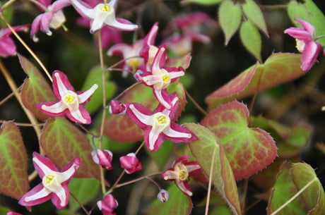 Epimedium x rubrum 'Galadriel'