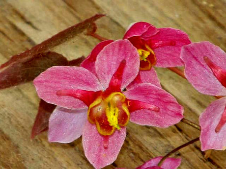 Epimedium x versicolor 'Cherry Tart'