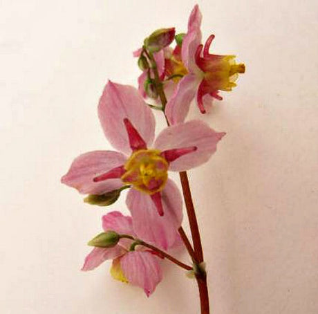 Epimedium x versicolor 'Cherry Tart'