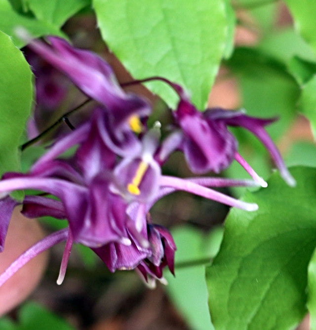 Epimedium grandiflorum 'Pierre's Purple'