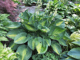 'Epiphany' Hosta Courtesy of Carol Brashear