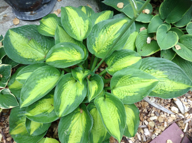 'Epiphany' Hosta Courtesy of Sherri Brown