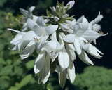Hosta 'Essence of Summer' Courtesy of Gerrie Veenstra and the Hosta Library