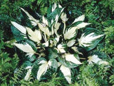 'Eternal Flame' Hosta Courtesy of Shady Oaks Nursery