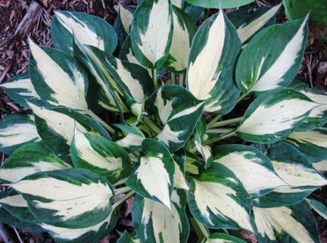 'Eternal Flame' Hosta Courtesy of Shady Oaks Nursery