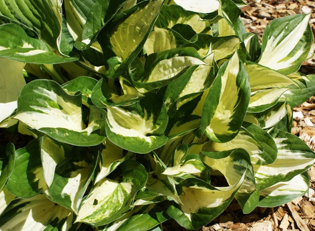 'Eternal Flame' Hosta From NH Hostas