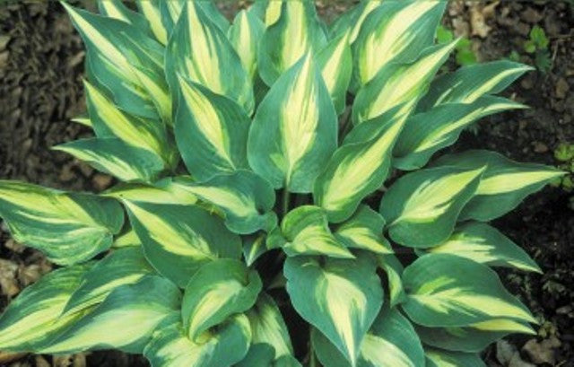 'Extasy' Hosta Courtesy of Shady Oaks Nursery