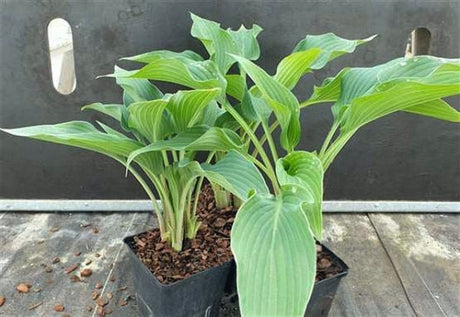 Hosta 'Fake Lightning' Courtesy of Marco Fransen and the Hosta Library