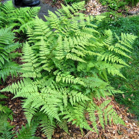 Fancy Wood Fern Courtesy of Casa Flora