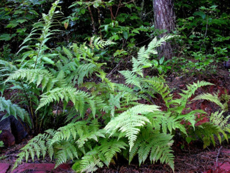 Fancy Wood Fern Courtesy of Casa Flora