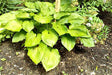 'Fandango' Hosta Courtesy of Bob Kuk and the Hosta Library