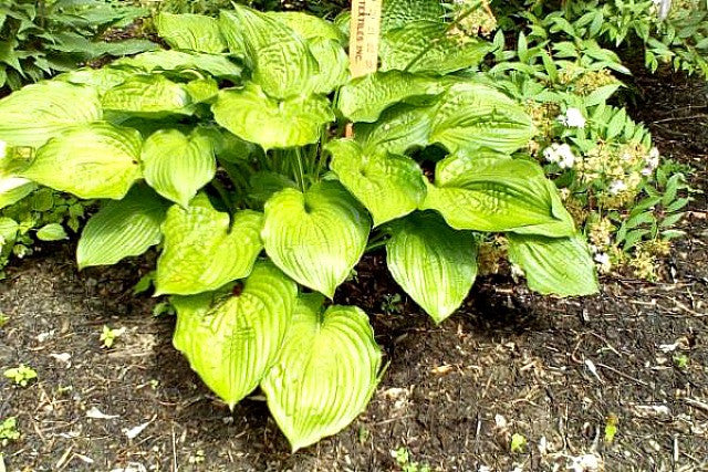 'Fandango' Hosta Courtesy of Bob Kuk and the Hosta Library
