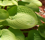 'Fat Cat' Hosta From NH Hostas