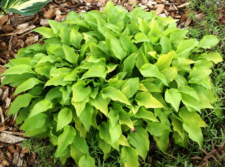 'Feather Boa' Hosta From NH Hostas