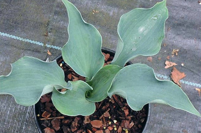 Hosta 'Feel the Sky' Courtesy of Danny Van Eechaute and the Hosta Library