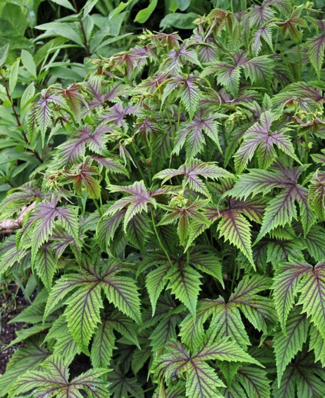 Filipendula 'Red Umbrellas' PP23129