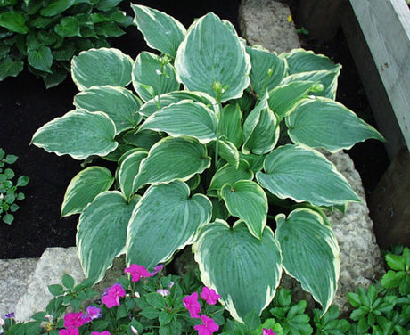 'Flapjack' Hosta Courtesy of Carol Brashear