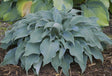 'Flemish Sky' Hosta Courtesy of Walters Gardens