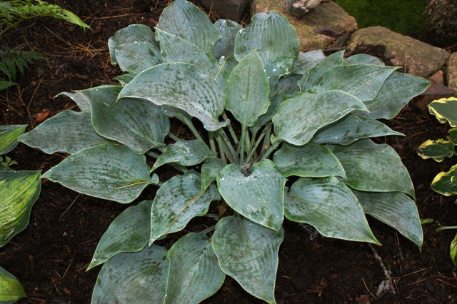 'Flemish Sky' Hosta From NH Hostas