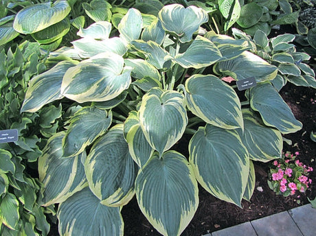 Hosta 'Flemish Angel' Courtesy of the Hosta Library